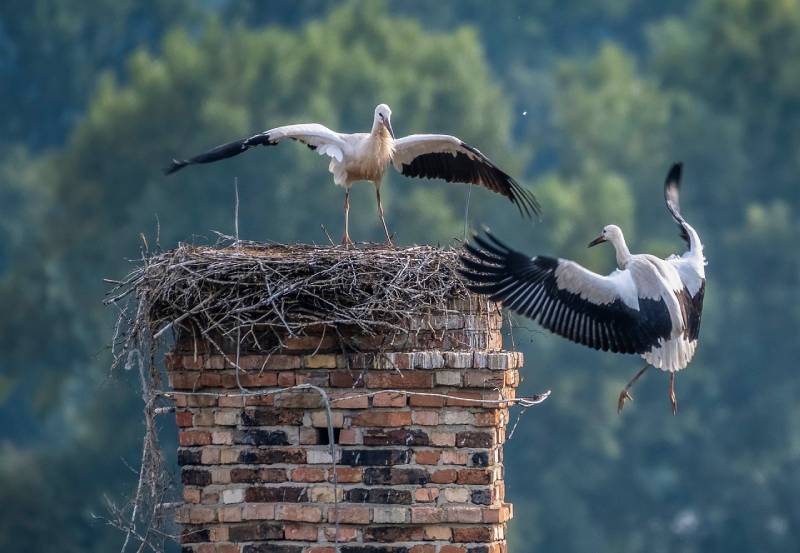 Professional Chimney Animal Removal Services in Revere, Massachusetts