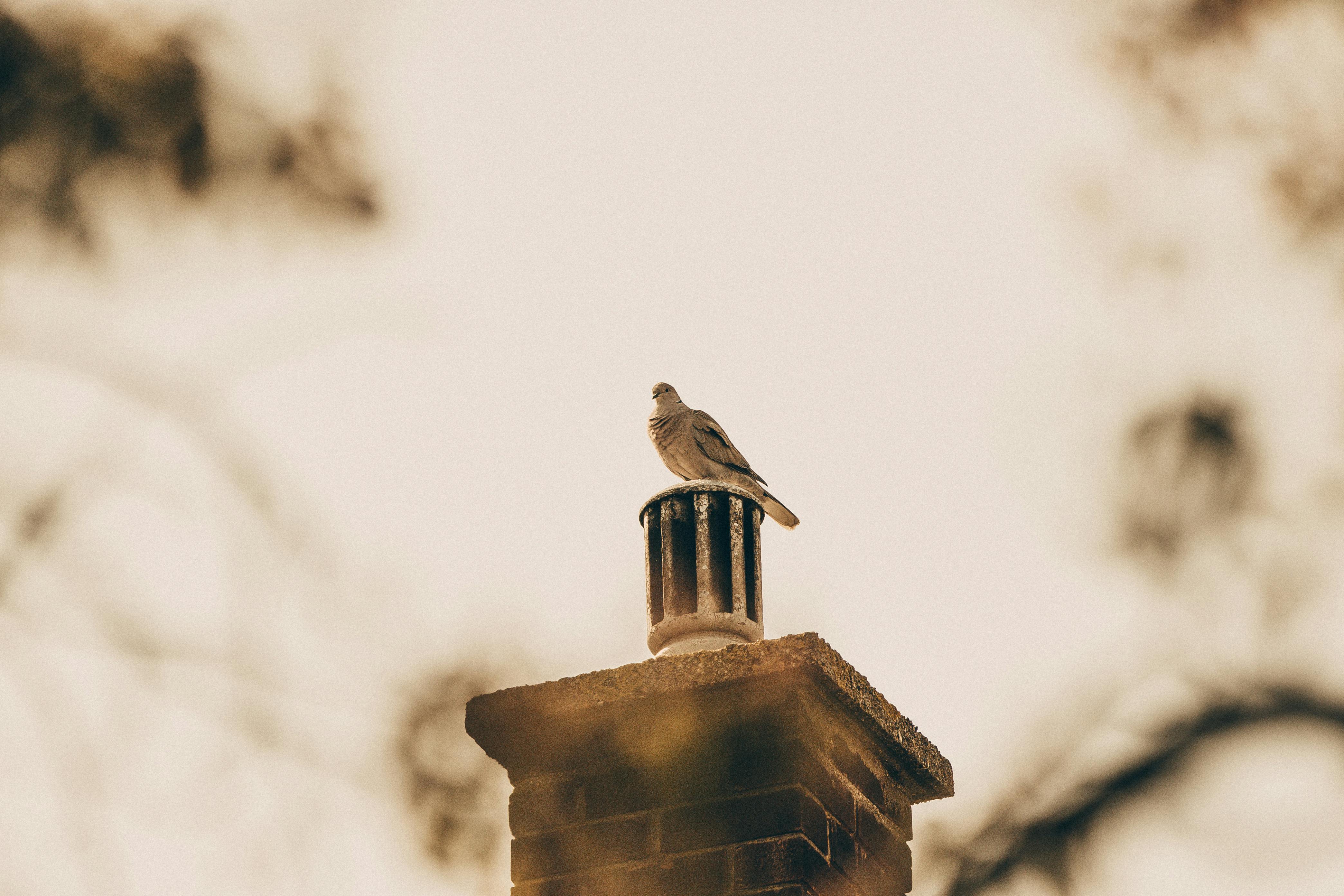 Professional Chimney Cap and Damper In Revere Massachusetts